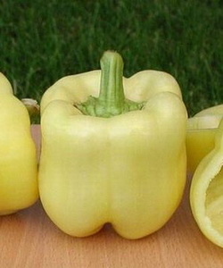 ��������� F1 (Belladonna)